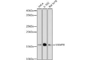 Western blot analysis of extracts of various cell lines, using V antibody (ABIN7271317) at 1:1000 dilution. (VAMP8 anticorps)