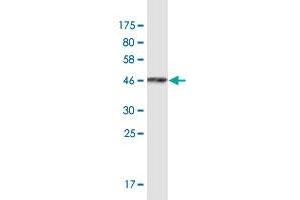 Western Blot detection against Immunogen (36.
