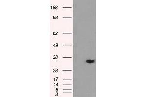 Western Blotting (WB) image for anti-Aldo-Keto Reductase Family 1, Member A1 (Aldehyde Reductase) (AKR1A1) antibody (ABIN1496541) (AKR1A1 anticorps)