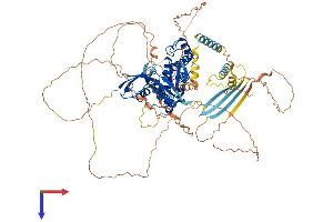 AlphaFold protein structure predicition of Mouse Recombinant Epb41 Protein, UniprotID P48193