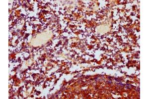 IHC image of ABIN7150474 diluted at 1:400 and staining in paraffin-embedded human lymph node tissue performed on a Leica BondTM system. (POLRMT anticorps  (AA 282-405))