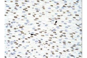 Image no. 1 for anti-Heterogeneous Nuclear Ribonucleoprotein D (HNRNPD) (C-Term) antibody (ABIN203266)