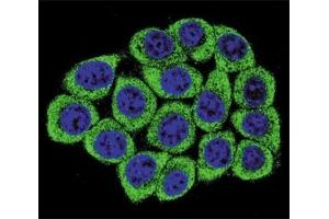 Confocal immunofluorescent analysis of Nucleolin antibody with 293 cells followed by Alexa Fluor 488-conjugated goat anti-mouse lgG (green).
