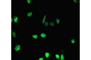 Immunofluorescent analysis of Hela cells using ABIN7155399 at dilution of 1: 100 and Alexa Fluor 488-congugated AffiniPure Goat Anti-Rabbit IgG(H+L) (HIST1H2BD anticorps  (AA 2-57))