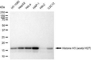 Western blotting analysis using Histone H3 (acetyl K27) antibody (ABIN7798971). (Recombinant Histone 3 anticorps  (H3K27ac))