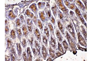 IHC analysis of Tff1 using anti-Tff1 antibody .