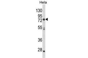 Western blot analysis of NEURL Antibody (Center) in Hela cell line lysates (35ug/lane). (NEURL anticorps  (Middle Region))
