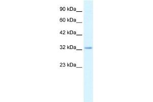 WB Suggested Anti-CLDN10 Antibody Titration:  2. (CLDN10 anticorps  (C-Term))