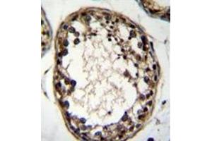 Immunohistochemistry analysis in formalin fixed and paraffin embedded human testis tissue reacted with OTUD1 Antibody (Center) followed which was peroxidase conjugated to the secondary antibody and followed by DAB staining. (OTUD1 anticorps  (Middle Region))