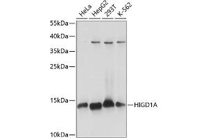 Western blot analysis of extracts of various cell lines, using HIGD1A antibody (ABIN7267642) at 1:1000 dilution. (HIGD1A anticorps  (AA 1-93))
