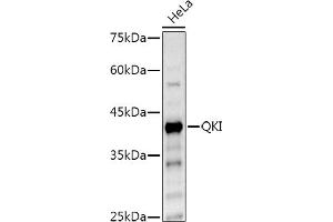 Western blot analysis of extracts of HeLa cells, using QKI Rabbit pAb antibody (ABIN6128587, ABIN6146533, ABIN6146534 and ABIN6222826) at 1:500 dilution. (QKI anticorps  (AA 1-341))
