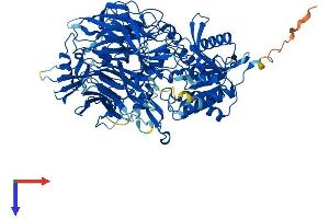 AlphaFold protein structure predicition of Mouse Recombinant Dpp9 Protein, UniprotID Q8BVG4