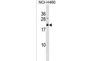 EFCAB10 Antibody (C-term) (ABIN1537667 and ABIN2850218) western blot analysis in NCI- cell line lysates (35 μg/lane). (EFCAB10 anticorps  (C-Term))