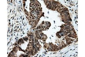 Image no. 9 for anti-Tubulin tyrosine Ligase-Like Family, Member 12 (TTLL12) antibody (ABIN1499035) (TTLL12 anticorps)