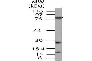 Image no. 1 for anti-TGF-beta Activated Kinase 1/MAP3K7 Binding Protein 3 (TAB3) (AA 1-385) antibody (ABIN5027557) (TAB3 anticorps  (AA 1-385))