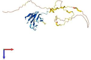 AlphaFold protein structure predicition of Mouse Recombinant Tcf19 Protein, UniprotID Q99KJ5