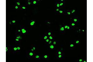 Anti-OCT-4 mouse monoclonal antibody (ABIN2452367) immunofluorescent staining of COS7 cells transiently transfected by pCMV6-ENTRY OCT-4 (RC211998). (OCT4 anticorps)