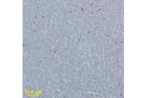 anti-West Nile Virus Matrix (WNV M) (AA 8-27) antibody