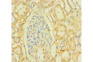 Immunohistochemistry of paraffin-embedded human kidney tissue using ABIN7165972 at dilution of 1:100 (PPTC7 anticorps  (AA 1-304))