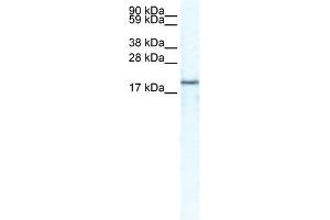 CXCL14 antibody (20R-1308) used at 0.