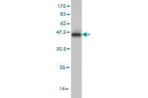 Western Blot detection against Immunogen (37.