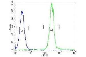 Anti-Vimentin antibody flow cytometric analysis of HeLa cells (right histogram) compared to a negative control cell (left histogram).