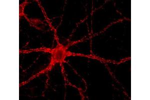 Immunocytochemistry on cultured hippocampus neurons (dilution 1 : 1000) (VAMP2 anticorps  (AA 2-17))