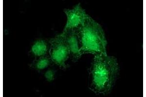 Immunofluorescence (IF) image for anti-Dystrobrevin alpha (DTNA) antibody (ABIN1497912) (DTNA anticorps)
