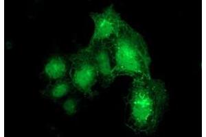 Immunofluorescence (IF) image for anti-Dystrobrevin alpha (DTNA) antibody (ABIN1497912) (DTNA anticorps)
