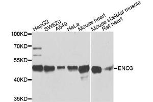 Western blot analysis of extracts of various cell lines, using ENO3 antibody. (ENO3 anticorps)