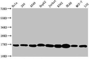 Western Blot Positive WB detected in: Hela whole cell lysate, 293 whole cell lysate, A549 whole cell lysate, HepG2 whole cell lysate, Jurkat whole cell lysate, K562 whole cell lysate, HL60 whole cell lysate, MCF-7 whole cell lysate, LO2 whole cell lysate All lanes: HIST1H3A antibody at 1:500 Secondary Goat polyclonal to rabbit IgG at 1/40000 dilution Predicted band size: 16 kDa Observed band size: 16 kDa (HIST1H3A anticorps  (3meLys4))