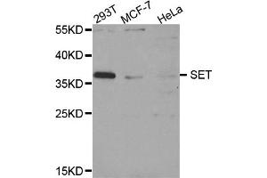 Western blot analysis of extracts of various cell lines, using SET antibody (ABIN5973657) at 1/1000 dilution. (SET/TAF-I anticorps)