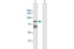 Western Blot analysis of LETM1 expression in transfected 293T cell line by LETM1 MaxPab polyclonal antibody. (LETM1 anticorps  (AA 1-739))