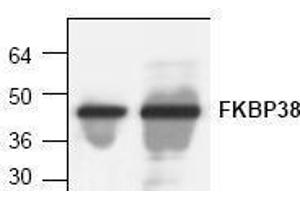 Image no. 1 for anti-FK506 Binding Protein 8, 38kDa (FKBP8) antibody (ABIN127298)