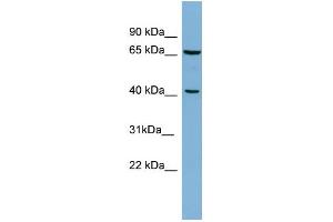 WB Suggested Anti-POLB Antibody Titration: 0. (POLB anticorps  (Middle Region))