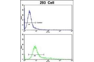 Flow cytometric analysis of 293 cells using SDCCAG33 Antibody (Center)(bottom histogram) compared to a negative control cell (top histogram). (TSHZ1 anticorps  (AA 656-685))