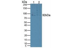 Western blot analysis of (1) Human HepG2 Cells and (2) Porcine Brain Tissue. (Sortilin 1 anticorps  (AA 50-320))