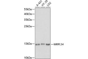 Western blot analysis of extracts of various cell lines, using MRPL54 antibody (ABIN7268578) at 1:1000 dilution. (MRPL54 anticorps  (AA 1-138))