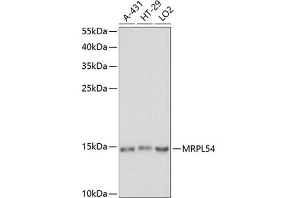 MRPL54 anticorps  (AA 1-138)