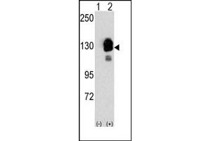 Image no. 1 for anti-Cadherin 8 (CDH8) (N-Term) antibody (ABIN356866) (Cadherin 8 anticorps  (N-Term))