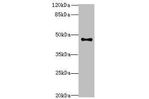 Western blot analysis of PC-3 whole cell lysates, using AADACL2 antibody (2 μg/ml) and Goat anti-Rabbit polyclonal secondary antibody (1/10000 dilution).