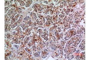 Immunohistochemistry (IHC) analysis of paraffin-embedded Human Pancreas, antibody was diluted at 1:100. (Annexin VII anticorps  (Internal Region))