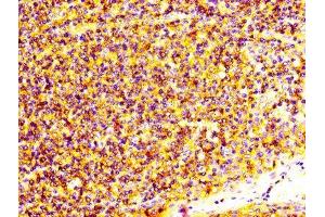 IHC image of ABIN7166058 diluted at 1:600 and staining in paraffin-embedded human tonsil tissue performed on a Leica BondTM system. (s100a4 anticorps  (AA 2-101))