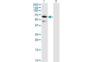 Western Blot analysis of SIGLEC7 expression in transfected 293T cell line by SIGLEC7 monoclonal antibody (M01), clone 3H1. (SIGLEC7 anticorps  (AA 1-467))