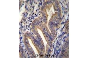 METTL10 Antibody (N-term) (ABIN655317 and ABIN2844895) immunohistochemistry analysis in formalin fixed and paraffin embedded human uterus tissue followed by peroxidase conjugation of the secondary antibody and DAB staining.