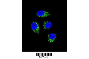 Confocal immunofluorescent analysis of WDR52 Antibody with A549 cell followed by Alexa Fluor 488-conjugated goat anti-rabbit lgG (green). (WDR52 anticorps  (C-Term))