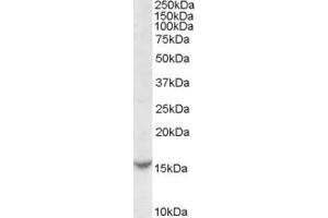 ABIN238539 (0. (TCL1A anticorps  (Internal Region))