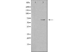 Western blot analysis of extracts from LOVO cells, using PWWP2B antibody. (PWWP2B anticorps  (Internal Region))