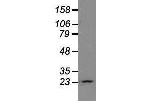 Western blot analysis of extracts (35 µg) from 9 different cell lines by using anti-NEUROG1 monoclonal antibody. (Neurogenin 1 anticorps)