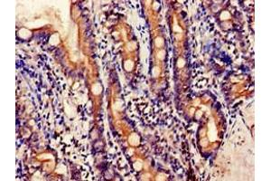 Immunohistochemistry of paraffin-embedded human small intestine tissue using ABIN7151598 at dilution of 1:100 (Embigin anticorps  (AA 285-327))